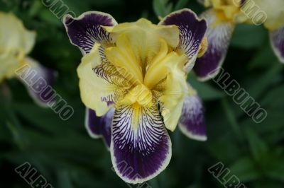 iris flower in bloom