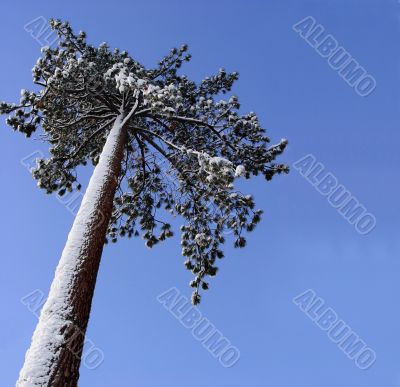 Lonely pine tree