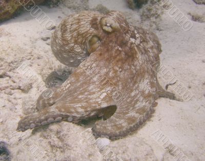 daytime octopuss
