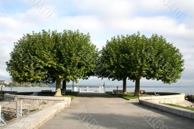 Two trees