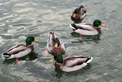 Ducks