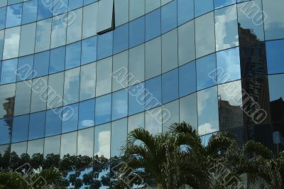 Palm tree reflections