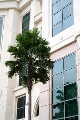 Palm tree and building