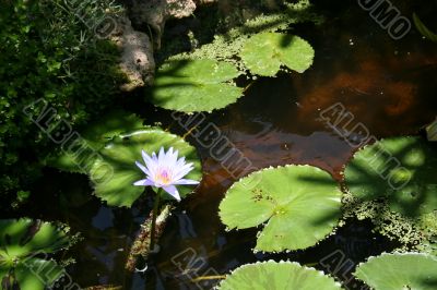Lotus flower