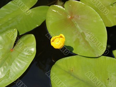 Water lily Water lily