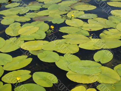 Water lily Water lily