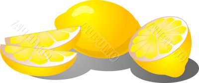 Lemon slices illustration