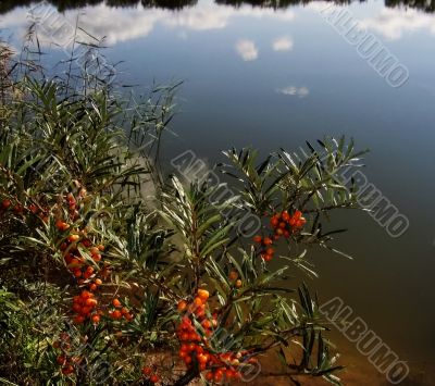 berries and water