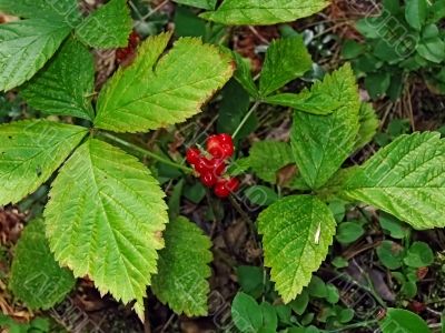 Wild wood berries