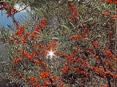 orange berries