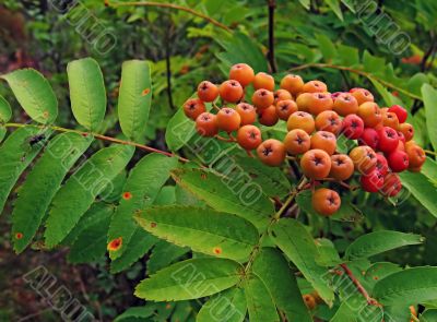 Berries of a mountain ash and the fly