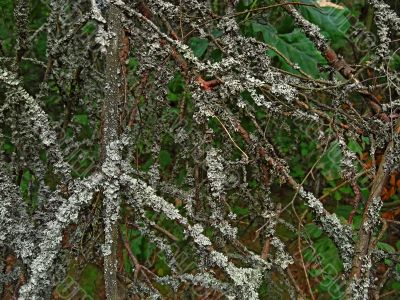 Moss on branches