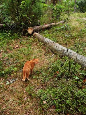 orange cat