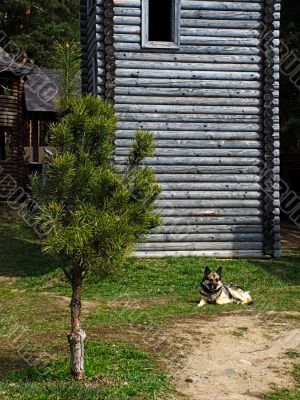 The wooden house and sentry dog