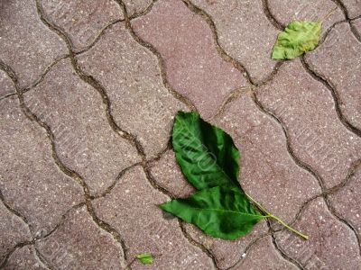 Green leaves on sidewalk