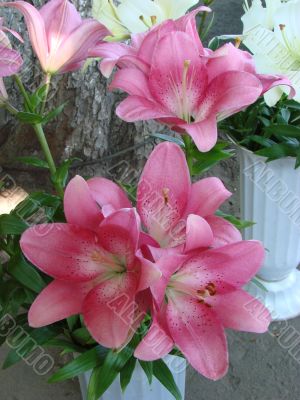 big rosy lilly bouquet