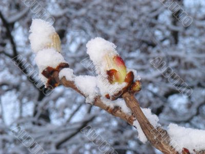 blooming chestnut buds covered with snow