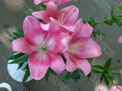 big rosy lilly bouquet