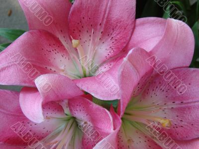 big rosy lilly bouquet