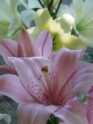 big rosy lilly bouquet