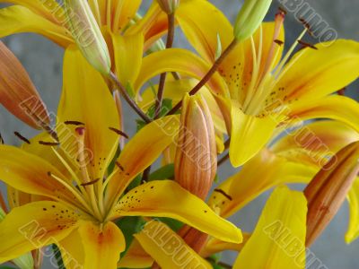 deep yellow big lilly bouquet
