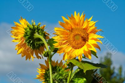 Two sunflowers Two sunflowers