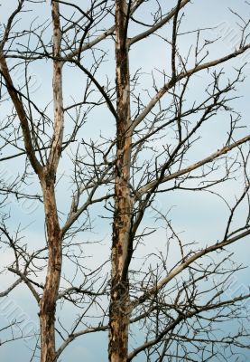 Old dead trees