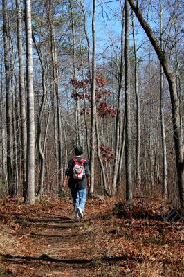 Woodland Hike