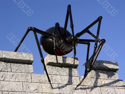 Spider on the wall