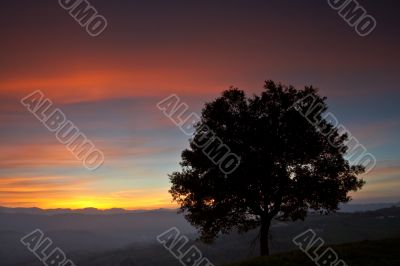 Solitary tree on the fog sea