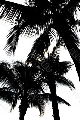 Palm Silhouette