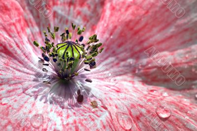 white and pink poppy closeup