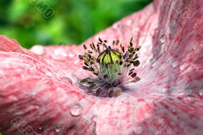 white and pink poppy closeup