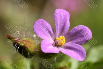 pink wild geranium