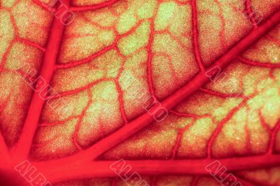 A blood geranium leaf