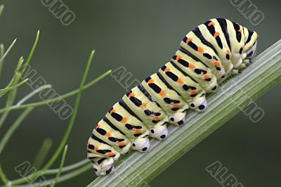 Papilio machaon`s caterpillar