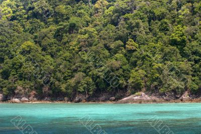 dense tropical coastline dense tropical coastline
