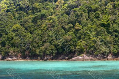 dense tropical coastline