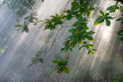 morning sunlight in vegetation