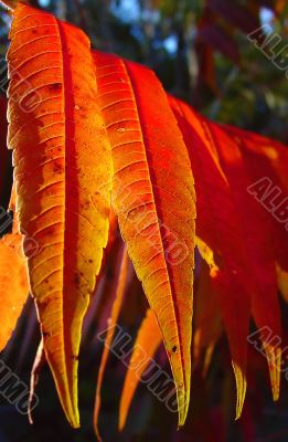 Sumac Leaves