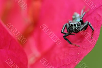 jumping spider , Malaysia jumping spider , Malaysia
