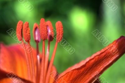 orange lily macro