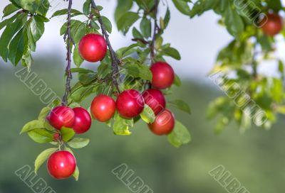 succulent prunes succulent prunes