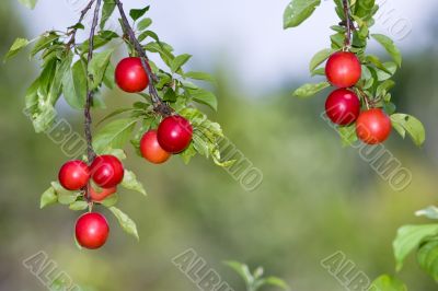 succulent prunes succulent prunes
