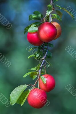 succulent prunes