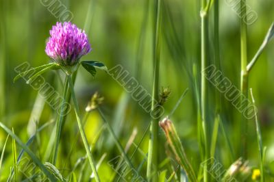trefoil flower in meadow trefoil flower in meadow