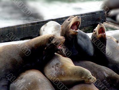 Sea lion family