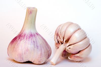 pink garlic on white pink garlic on white