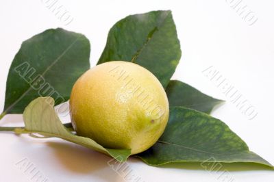 lemon and leaf lemon and leaf