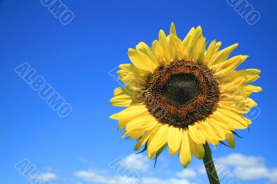 Sunflower and sky